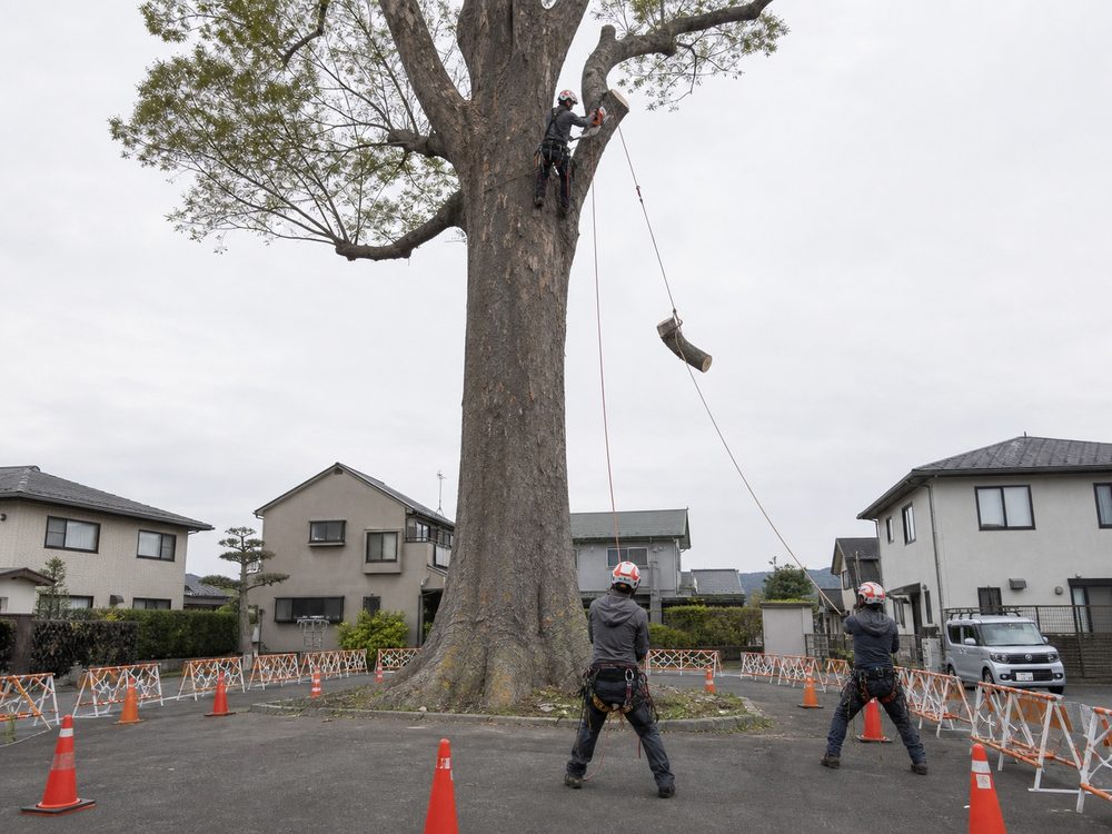 クレーンとロープを併用して大木を吊り切りする現場のイメージ