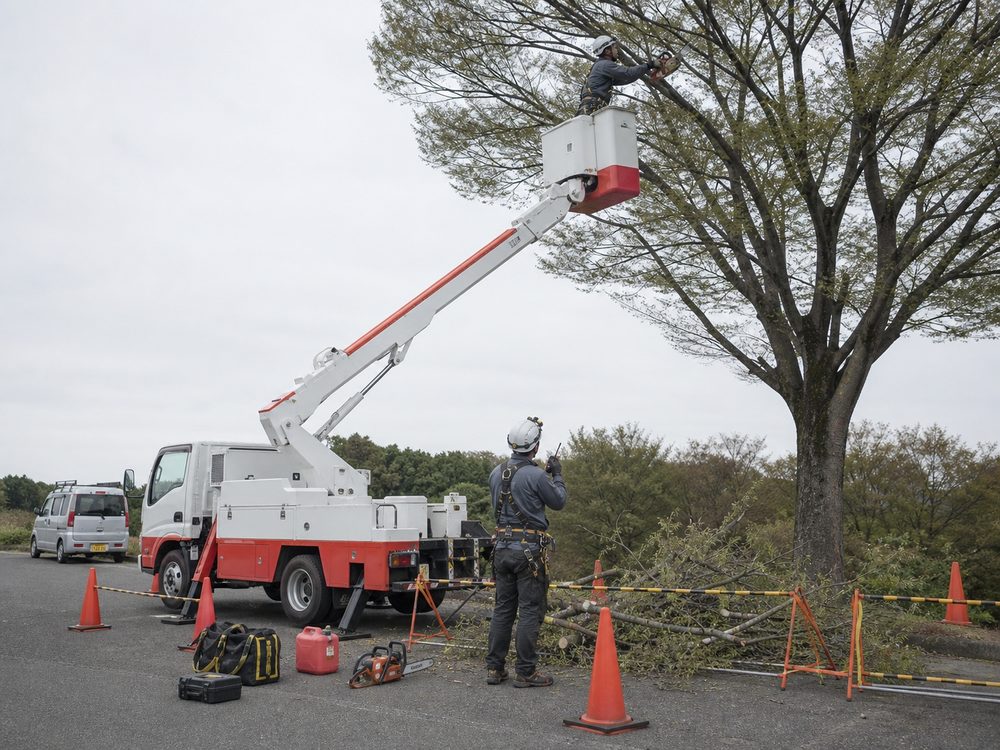 高所作業車を使って大木の枝を処理する現在の現場のイメージ